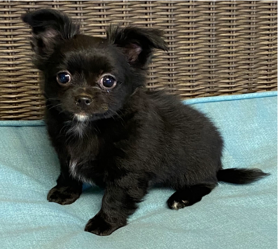 comprar cachorros sanos, baratos y asequibles para la venta